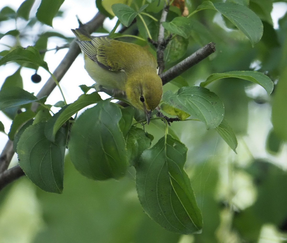 Tennessee Warbler - ML486437811