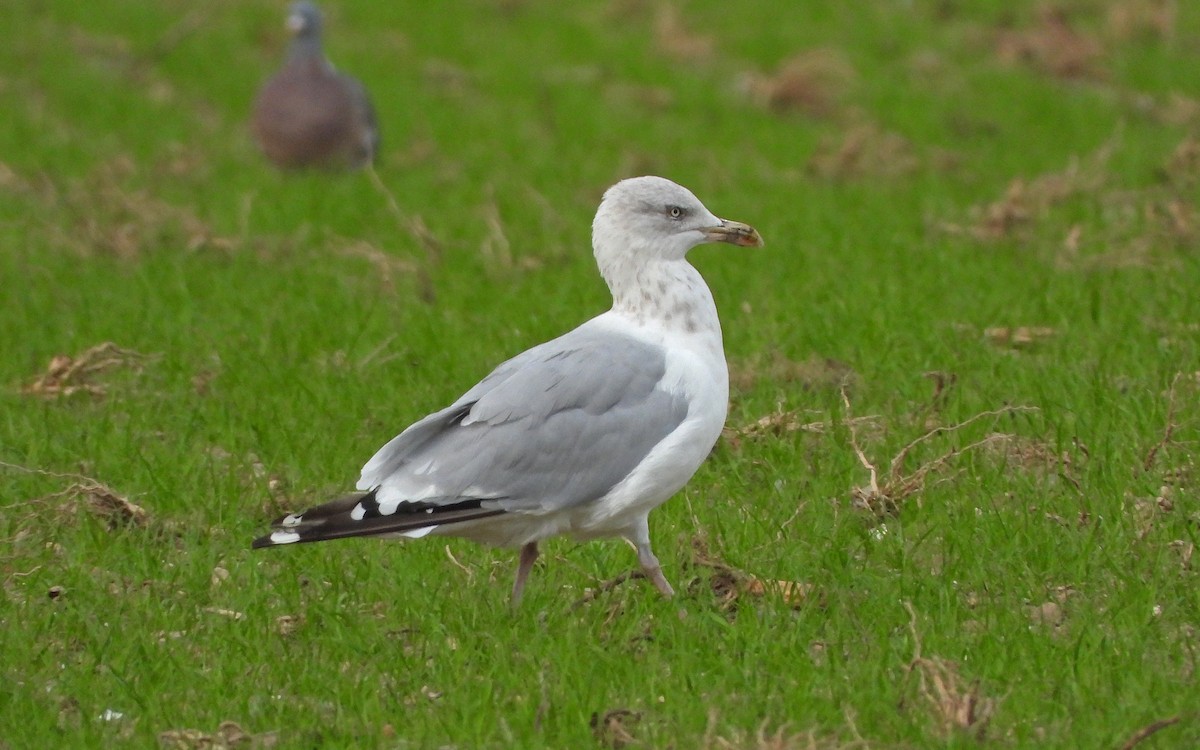 Herring Gull - ML486438431