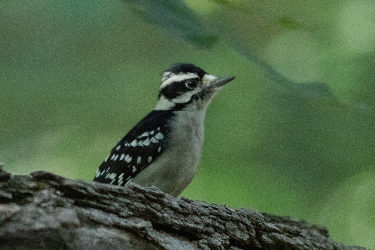 Downy Woodpecker - ML486438961