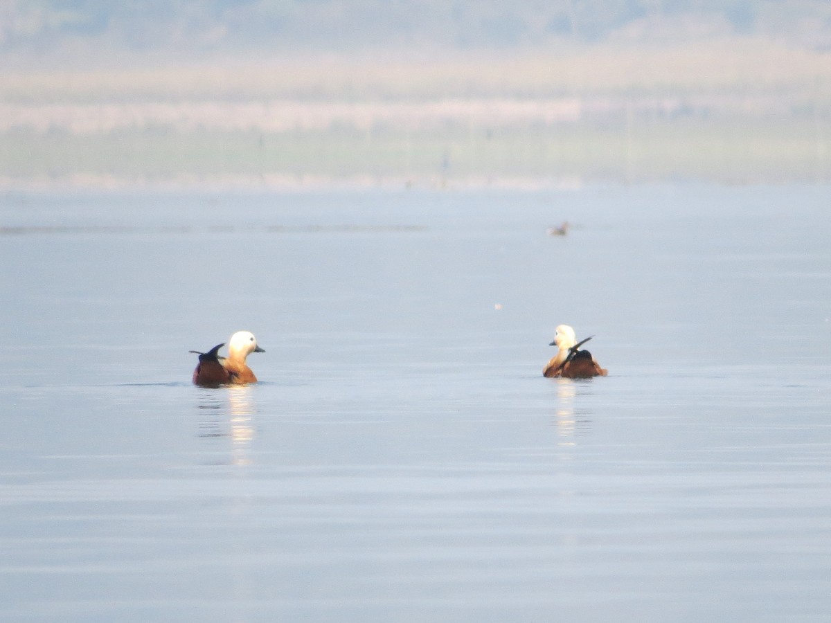 Tadorne casarca - ML48644141