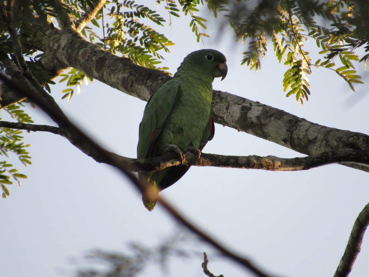 Mealy Parrot - ML486442141