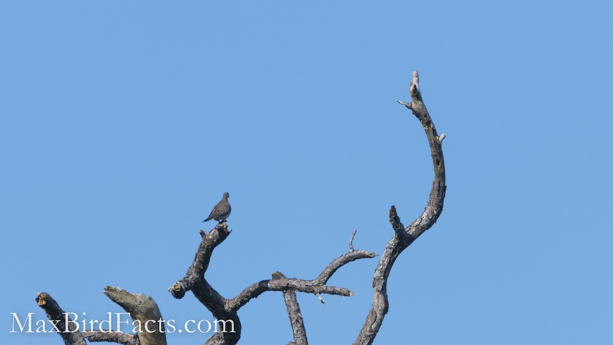 Mourning Dove - ML486442641