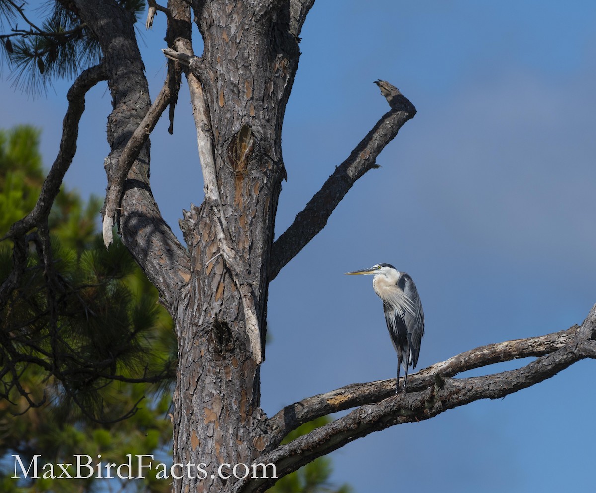 Great Blue Heron - ML486442791