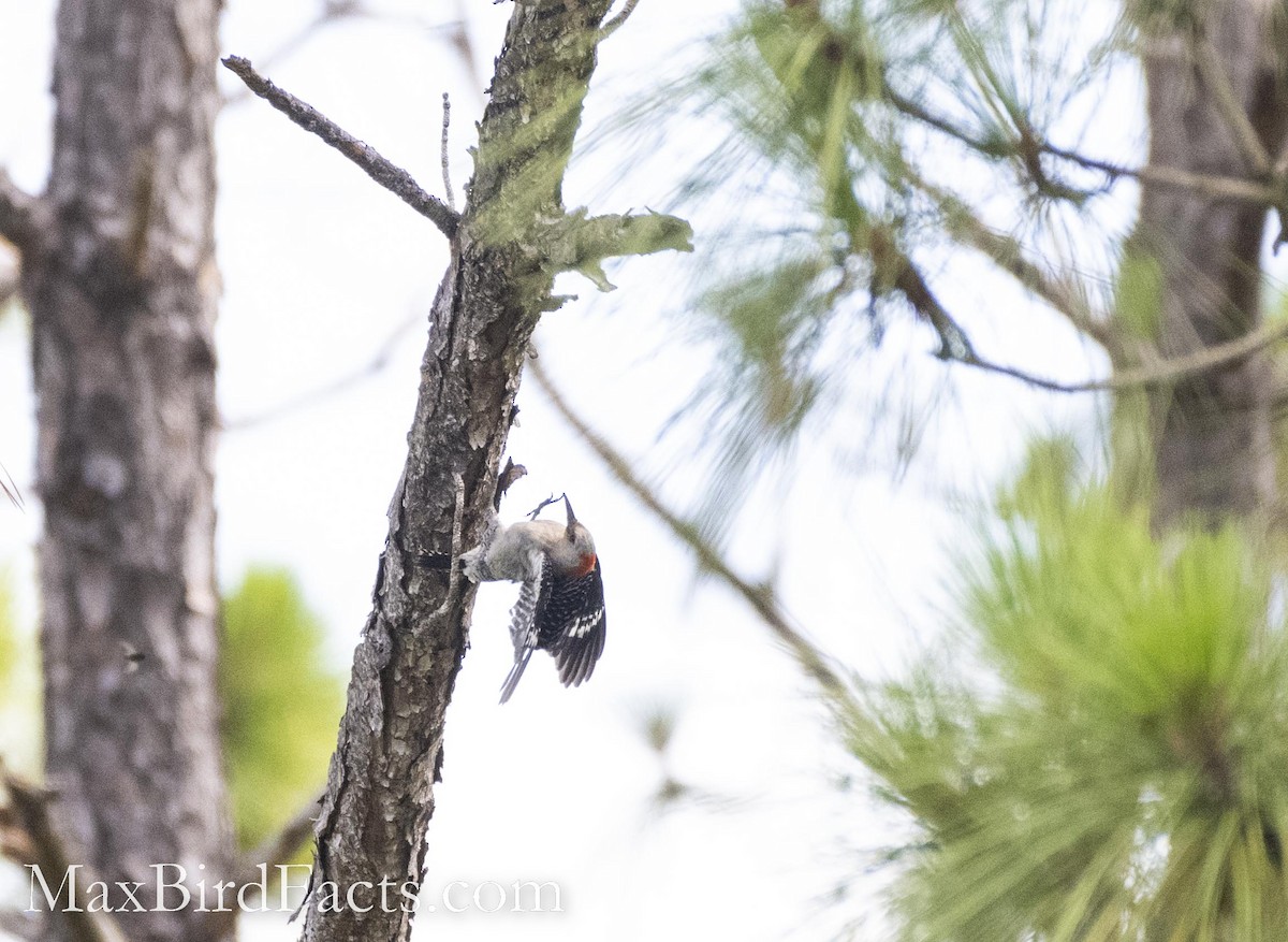 Red-bellied Woodpecker - Maxfield Weakley