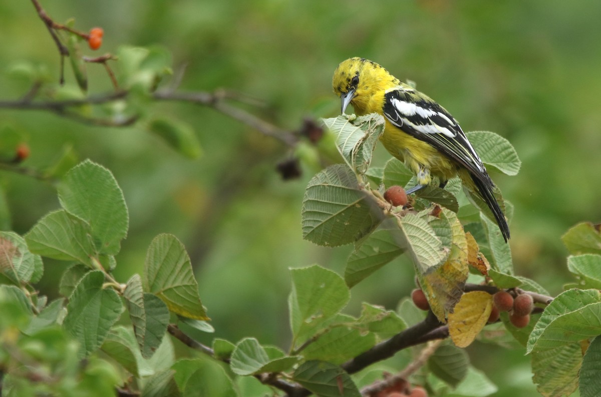 White-tailed Iora - Vyom Vyas