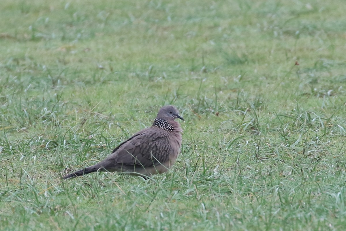 Spotted Dove - ML486447021