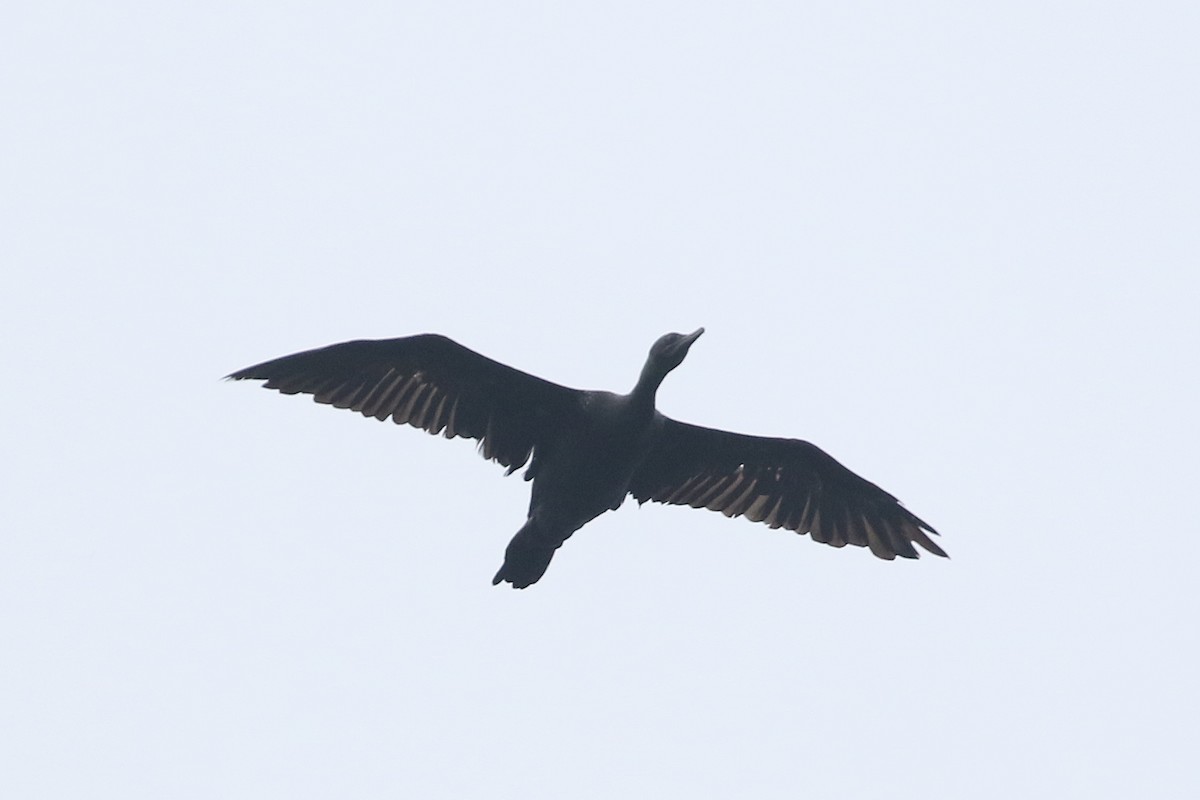 Little Black Cormorant - ML486447461