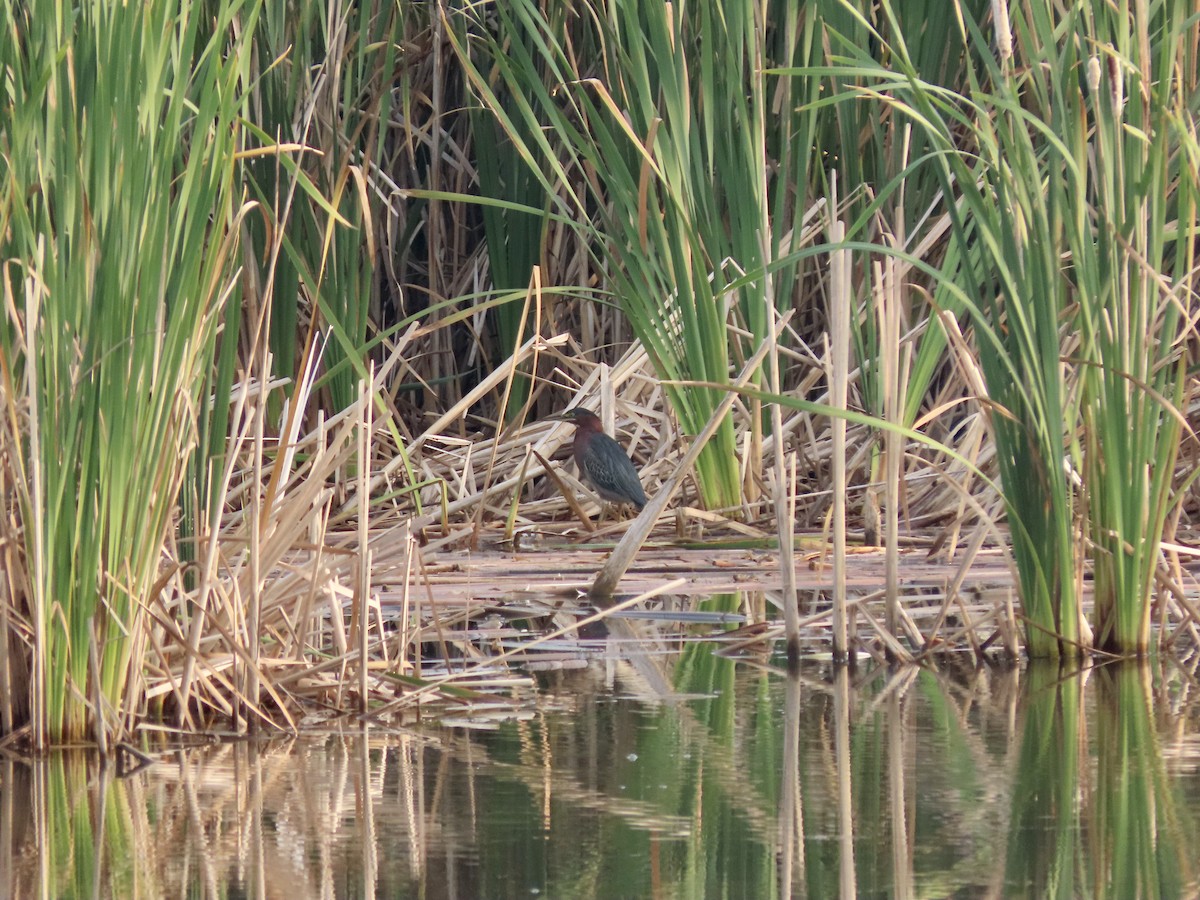 Green Heron - ML486448211