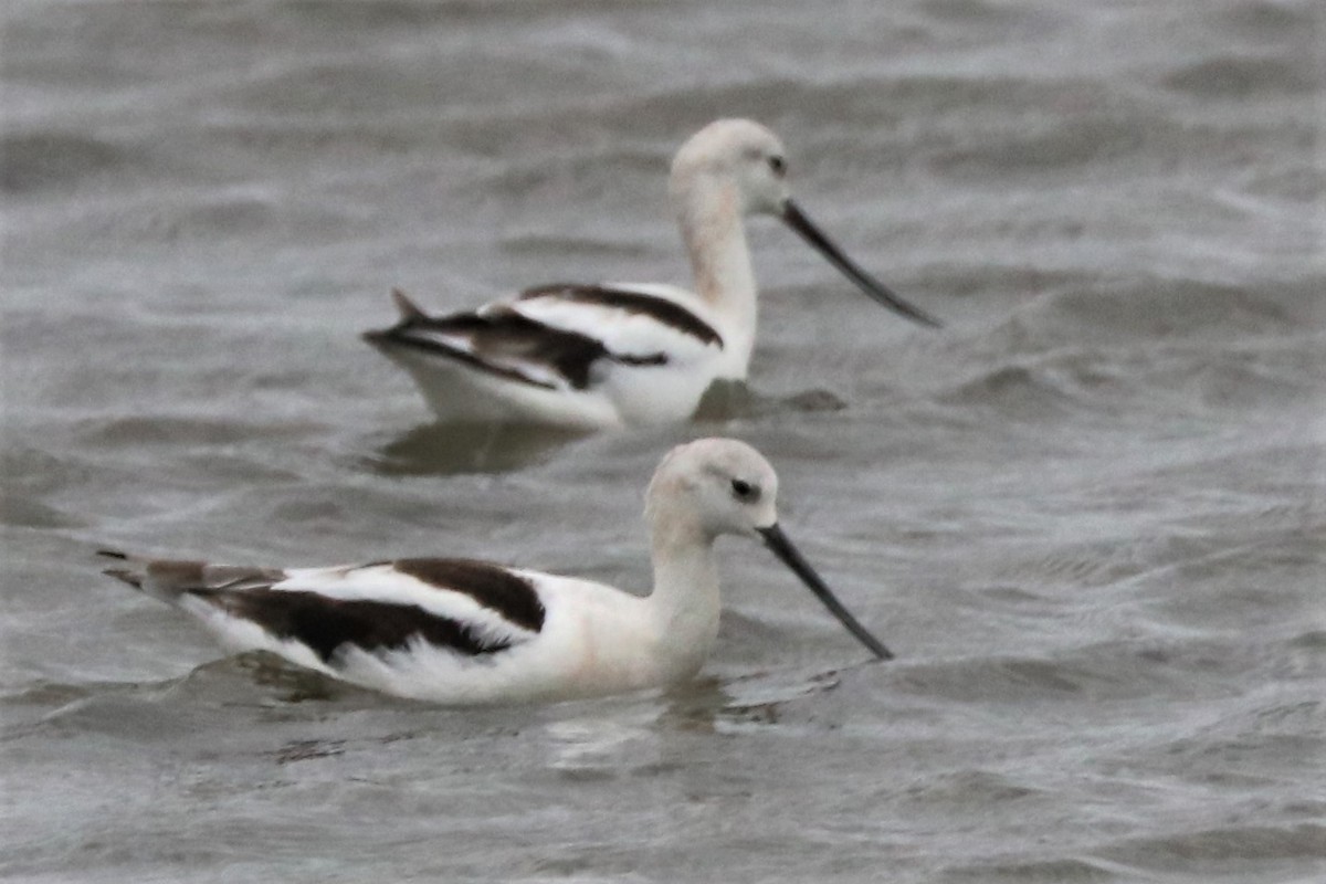 Avocette d'Amérique - ML486449211