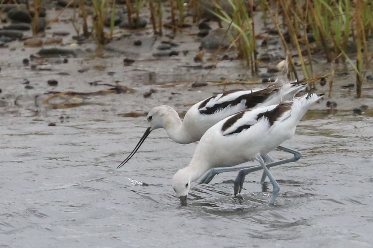 Avocette d'Amérique - ML486449501