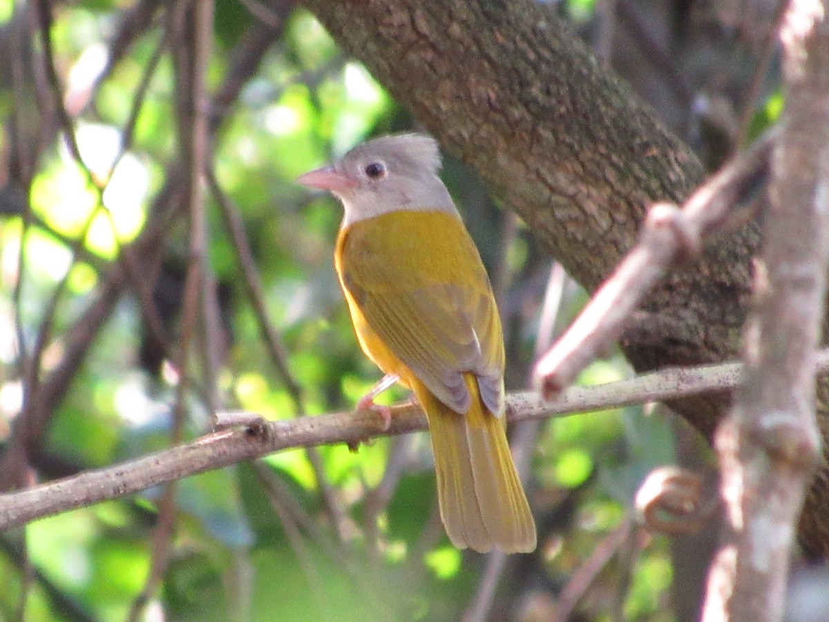 Gray-headed Tanager - ML486449611