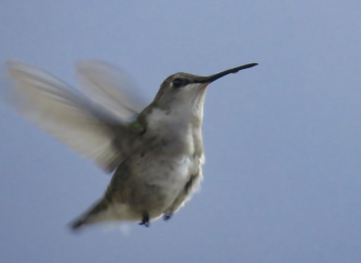 ørkenkolibri - ML486451981