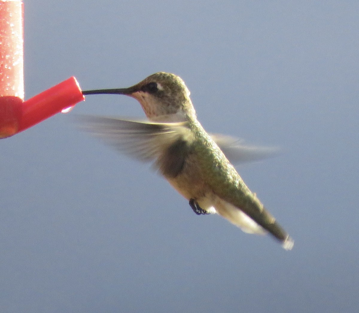 Rufous Hummingbird - ML486452631