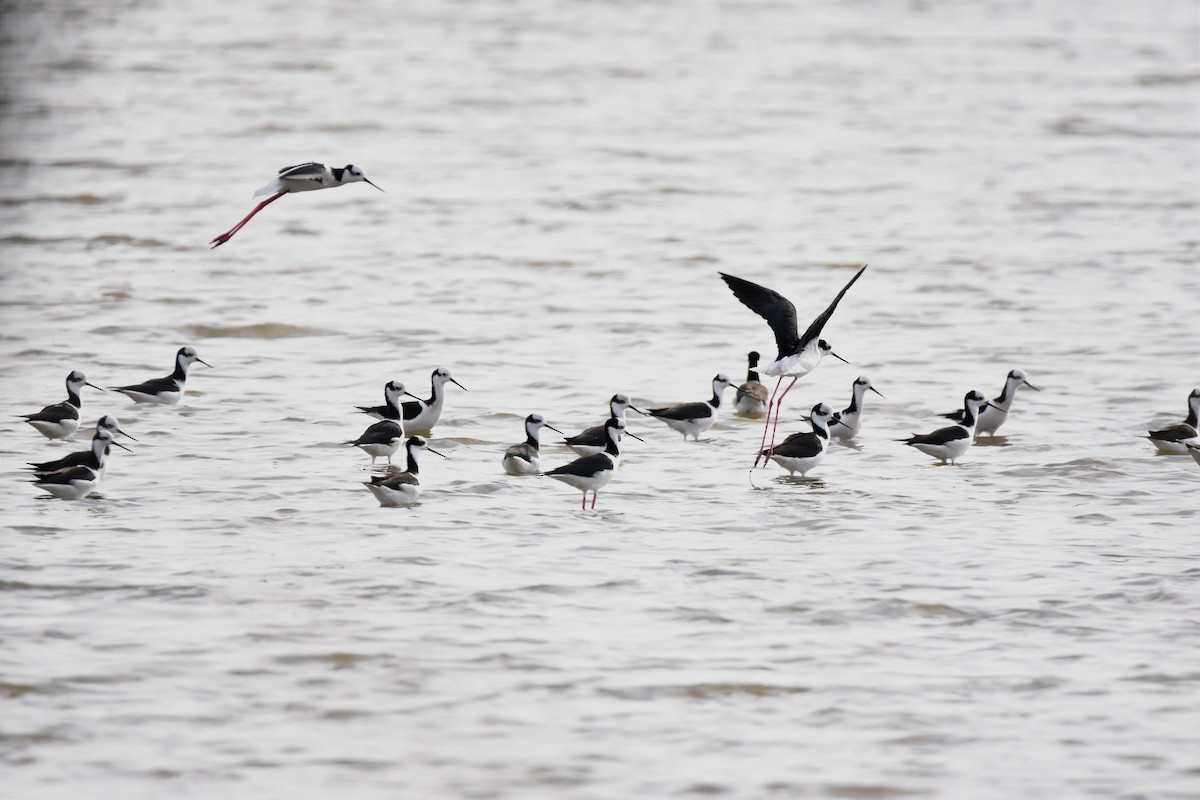 Black-necked Stilt - ML486454351