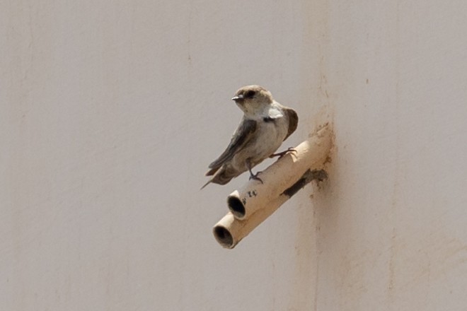 アフリカチャイロツバメ（obsoleta グループ） - ML486455521