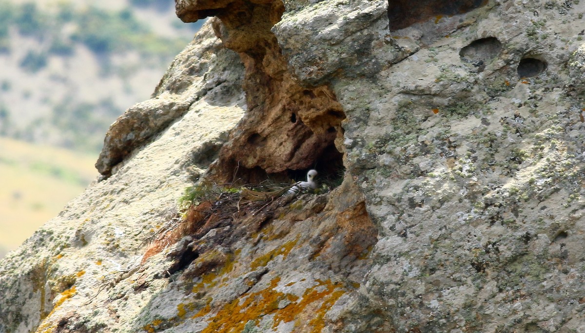 Águila Real - ML48645571