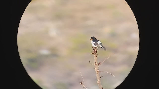 White-rumped Tanager - ML486455731