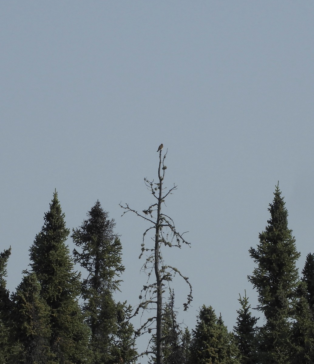 Olive-sided Flycatcher - ML486456011