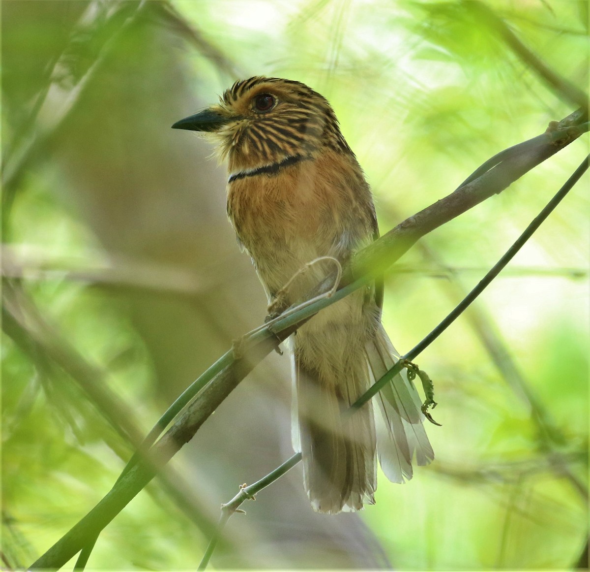 Crescent-chested Puffbird (Lesser) - ML486456191