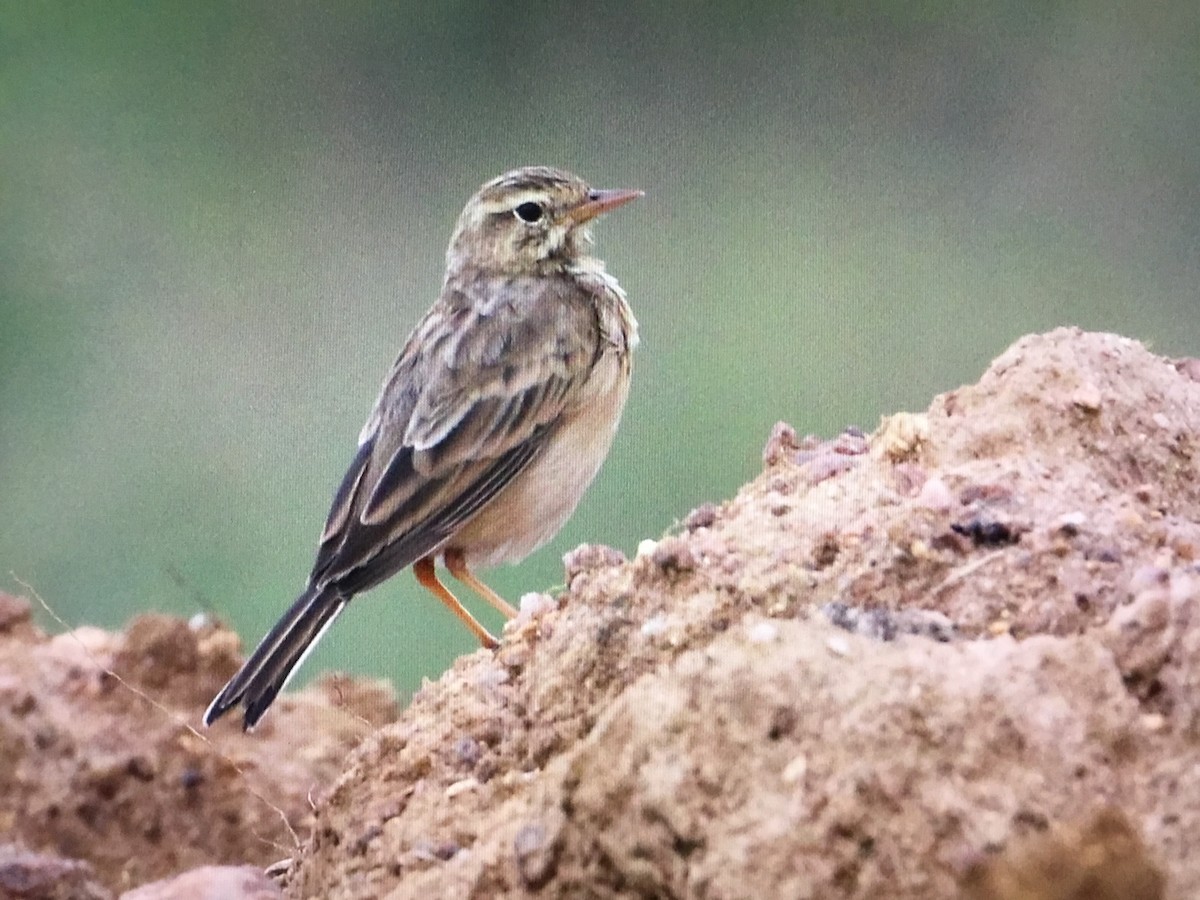 Paddyfield Pipit - ML486456311