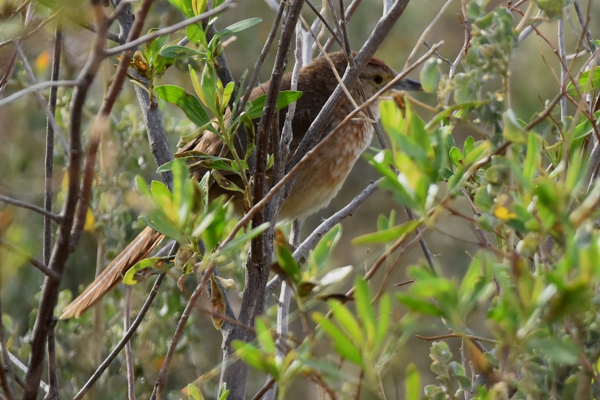 Freckle-breasted Thornbird - ML486456561