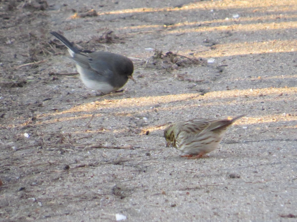 Savannah Sparrow - ML48645701