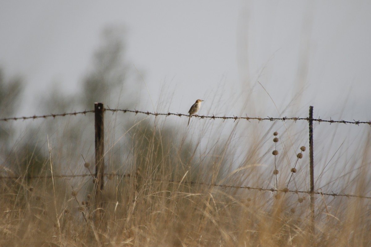 Levaillant's Cisticola - ML486457431