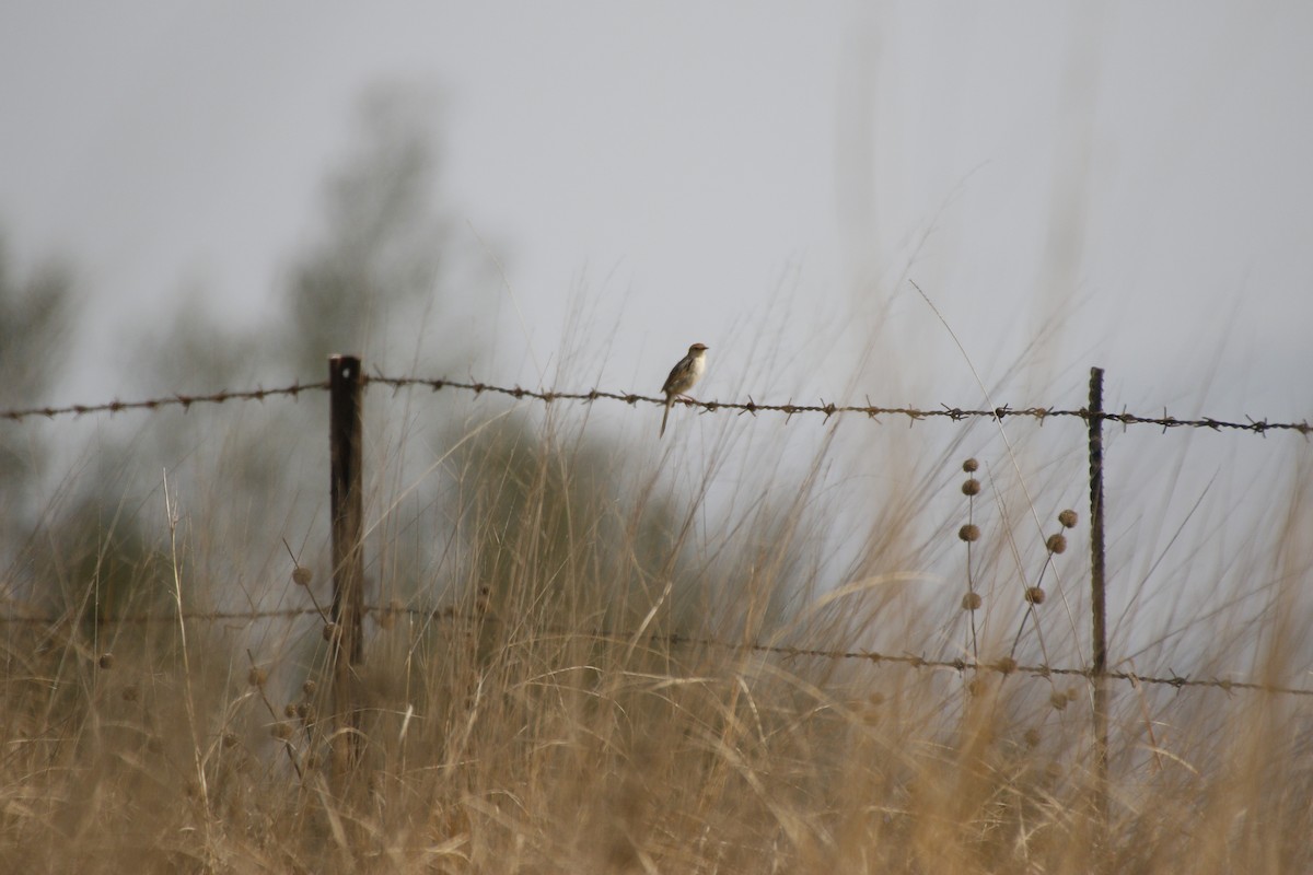 Levaillant's Cisticola - ML486457531