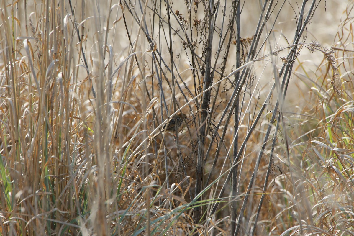 Levaillant's Cisticola - ML486457571