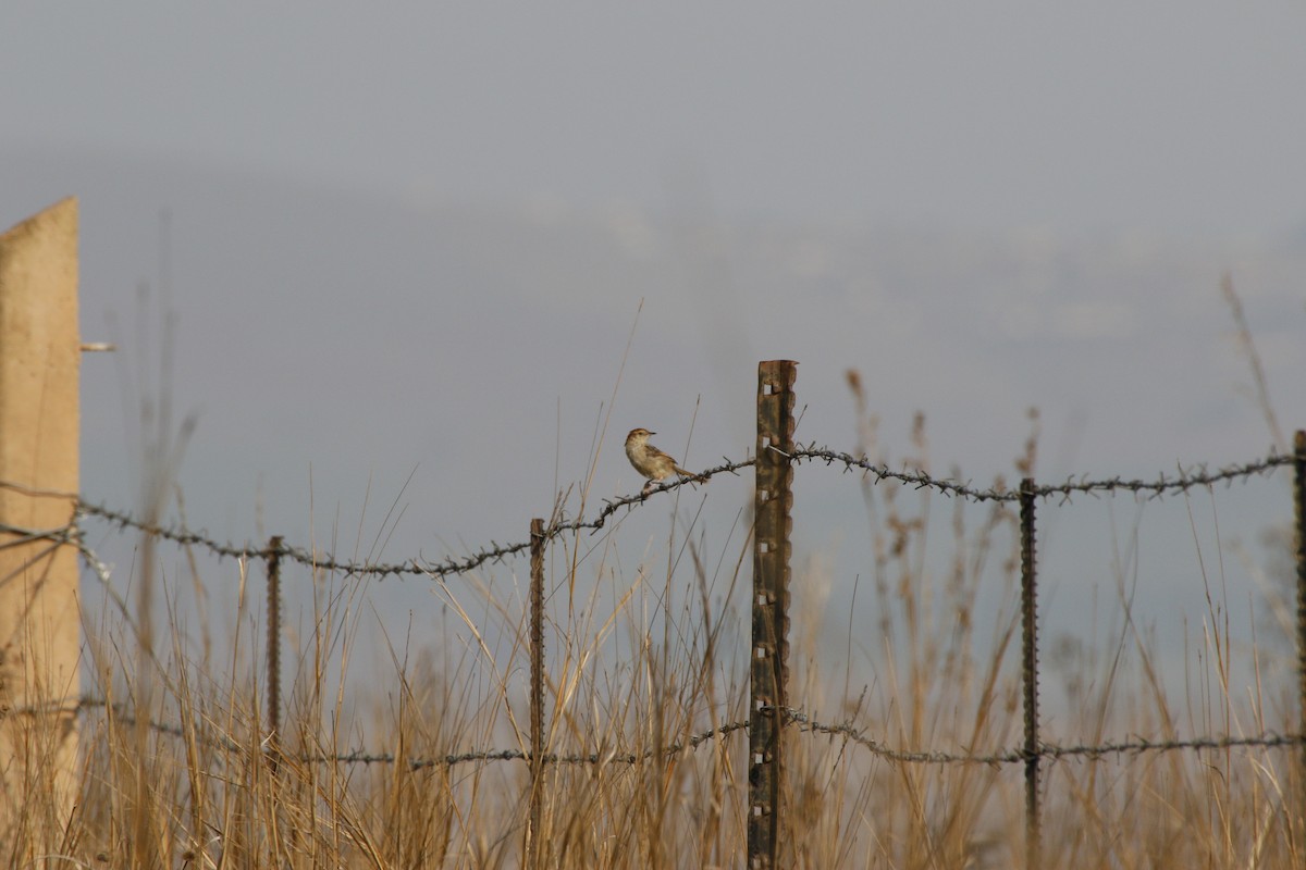 Levaillant's Cisticola - ML486457591