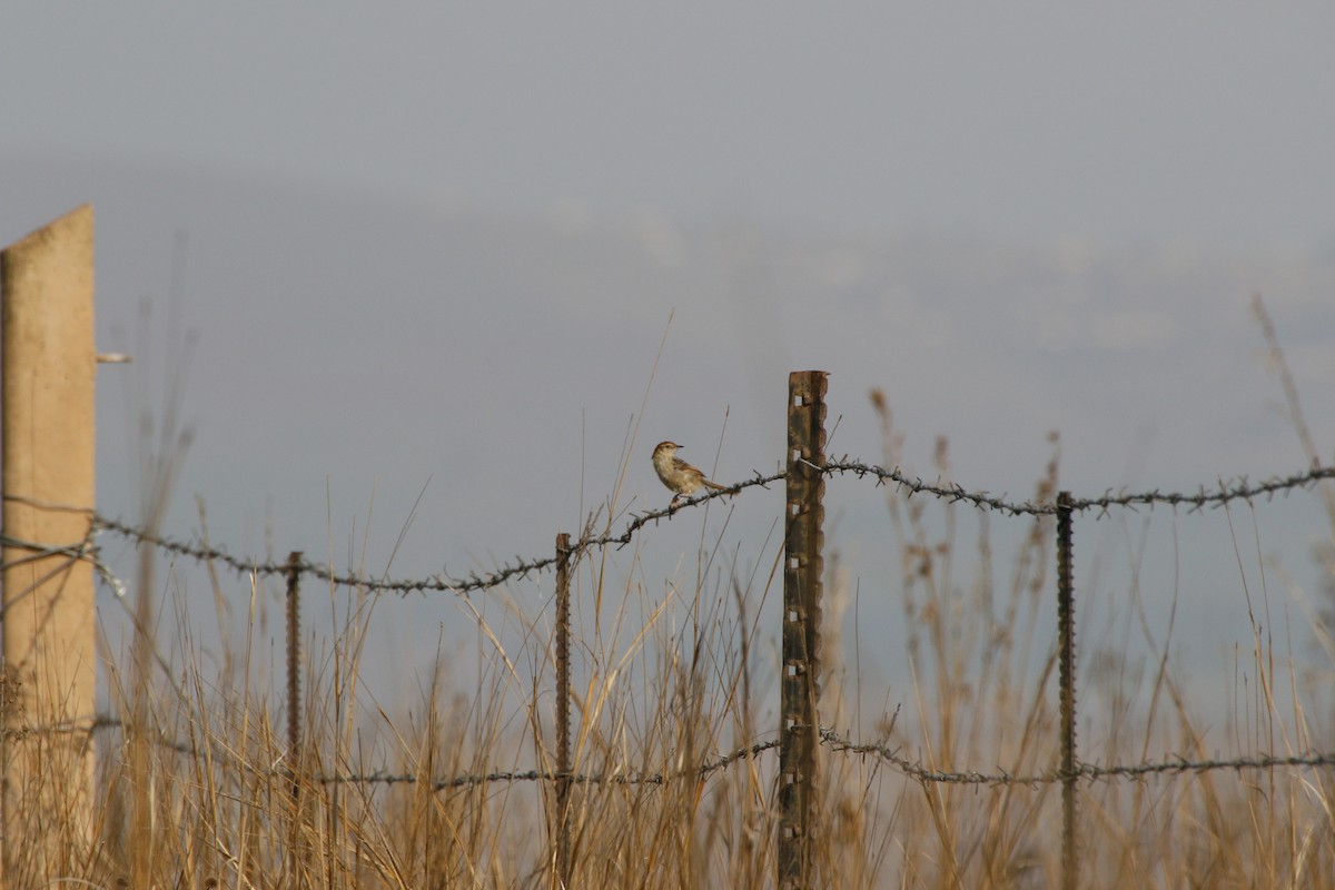 Levaillant's Cisticola - ML486457631