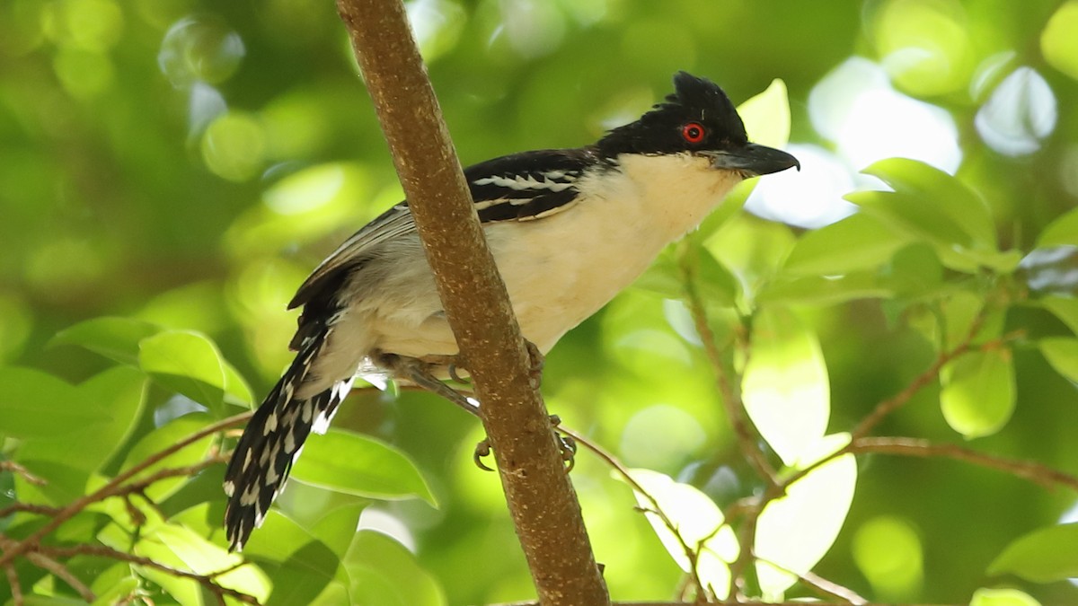 Great Antshrike - ML486457721