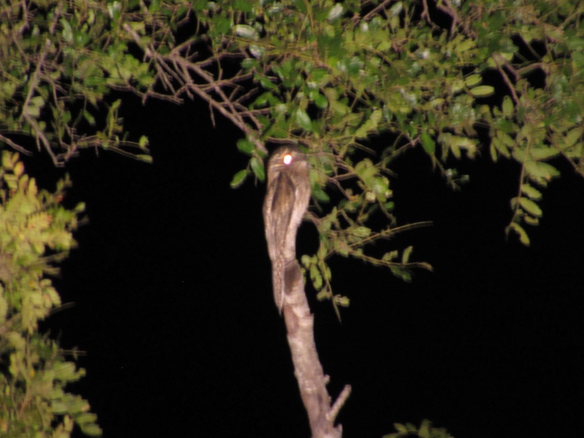 Common Potoo - samuel olivieri bornand