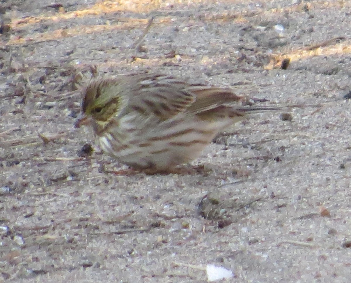 Savannah Sparrow - ML48645841