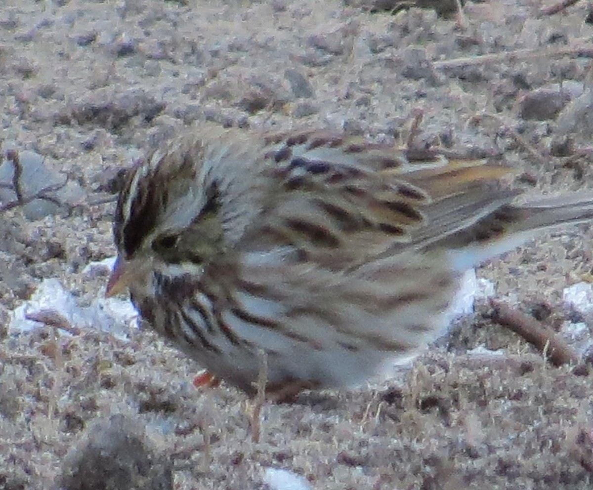 Savannah Sparrow - Jim Sweeney