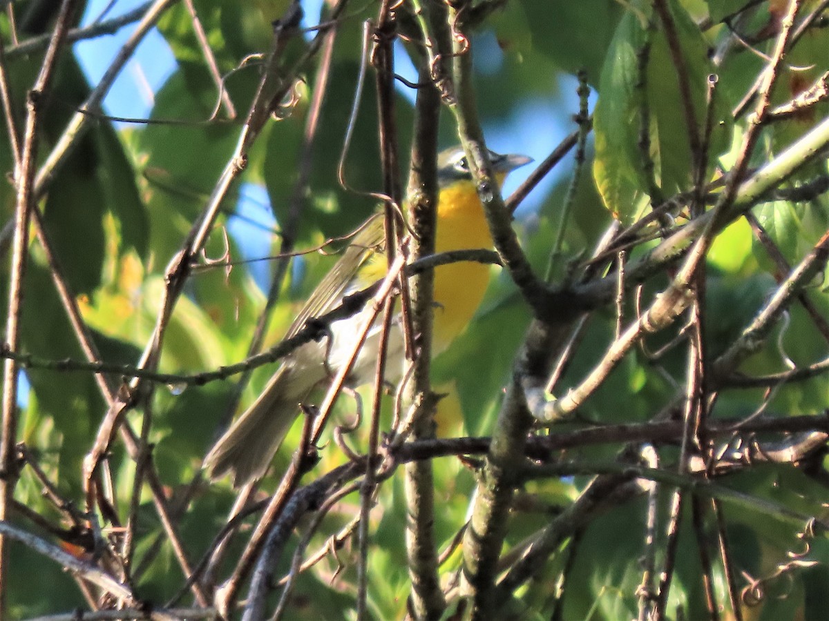 Yellow-breasted Chat - ML486459111