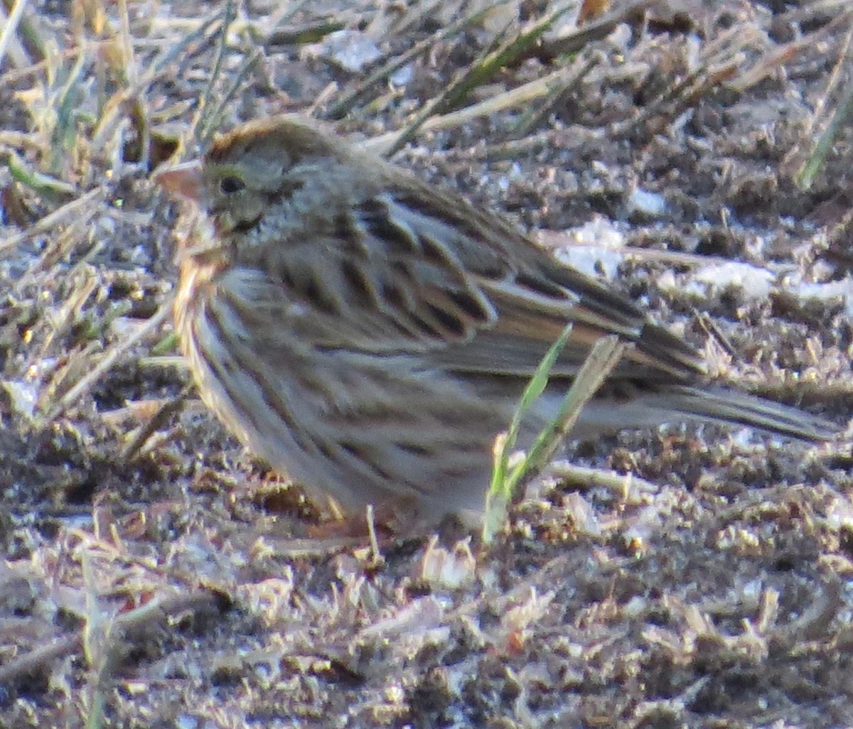 Savannah Sparrow - ML48645971