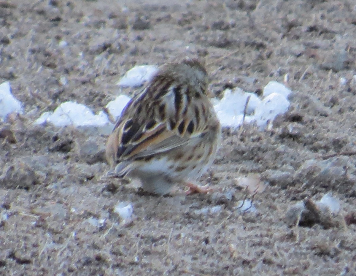 Savannah Sparrow - ML48646051