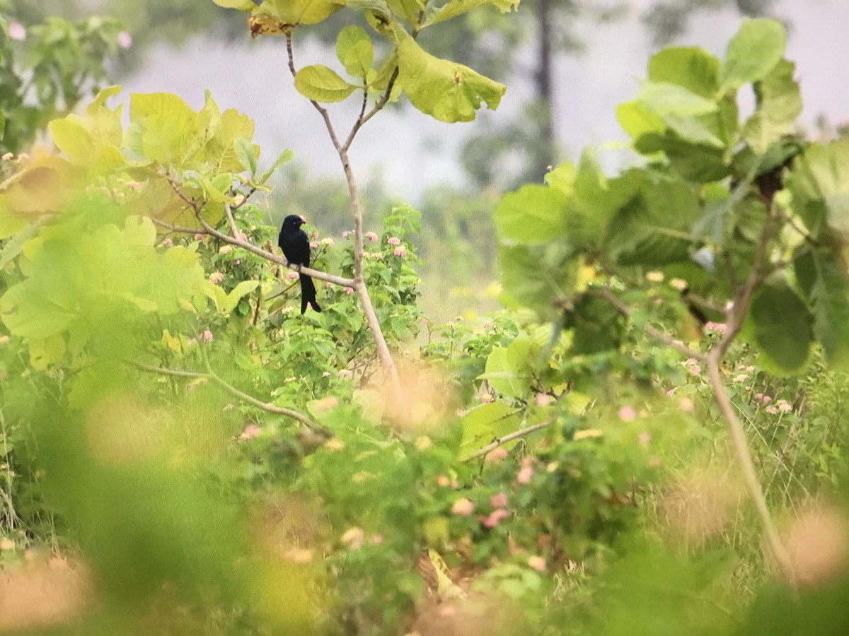 Black Drongo - ML486460731