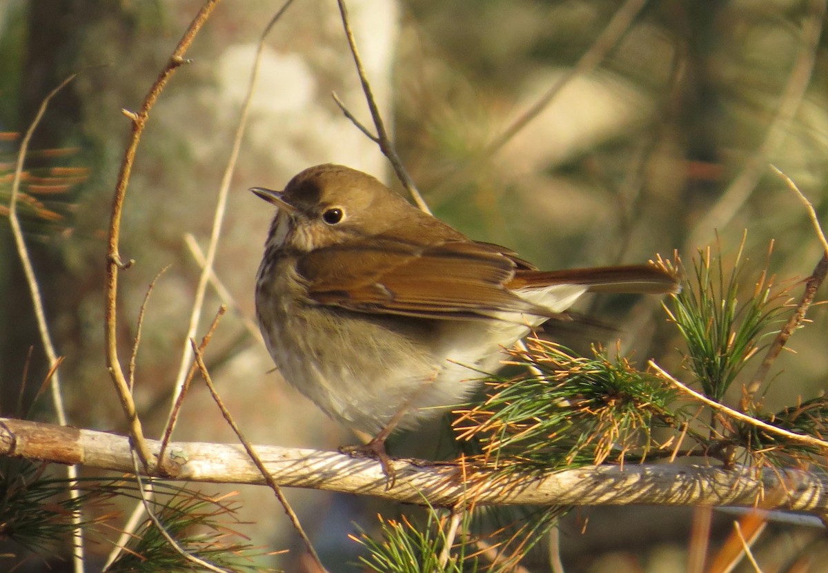 Hermit Thrush - ML48646191