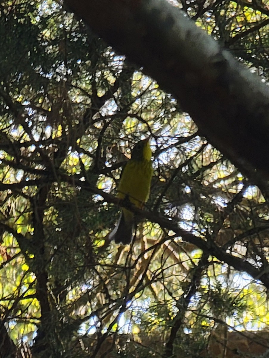 Canada Warbler - ML486462351