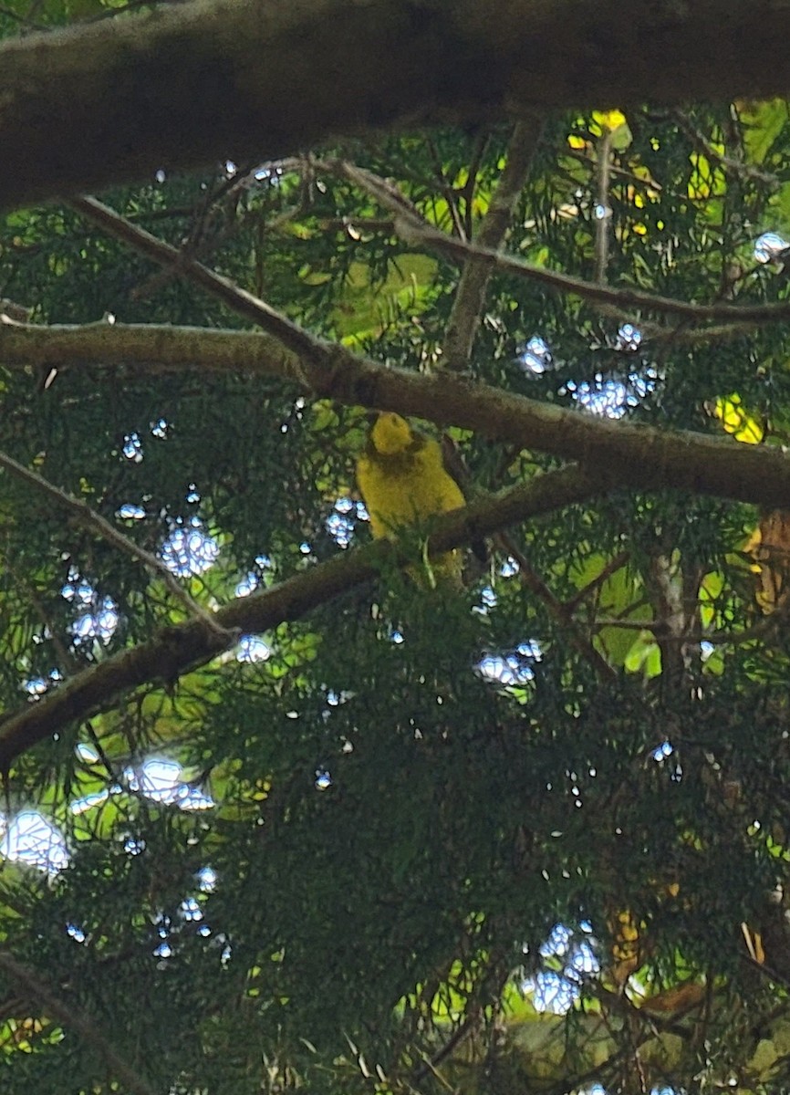 Canada Warbler - ML486462391