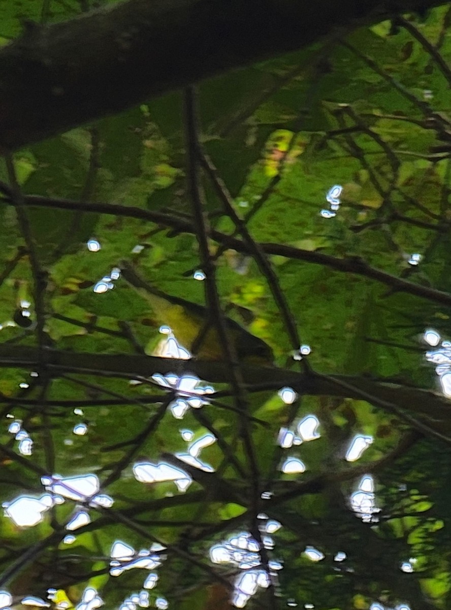Canada Warbler - ML486462401