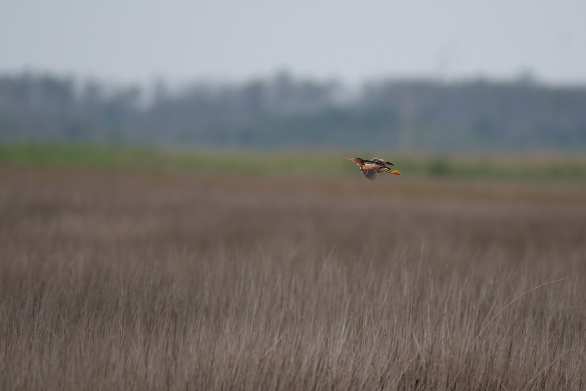 Least Bittern - ML486462521