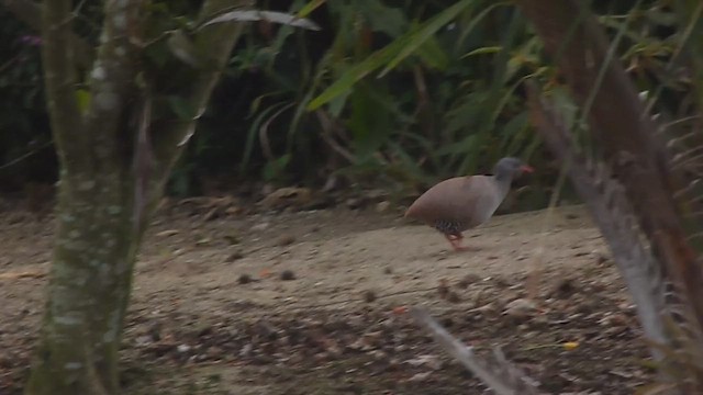 Small-billed Tinamou - ML486462841