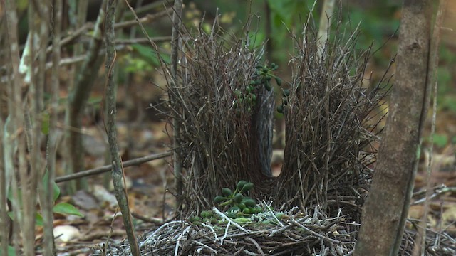 Fawn-breasted Bowerbird - ML486463