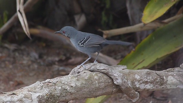 Bahiaameisenvogel - ML486463151