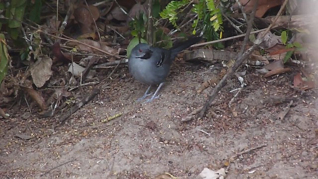 Slender Antbird - ML486463161