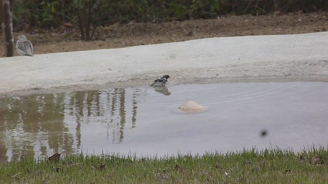 White-throated Seedeater - ML486463171