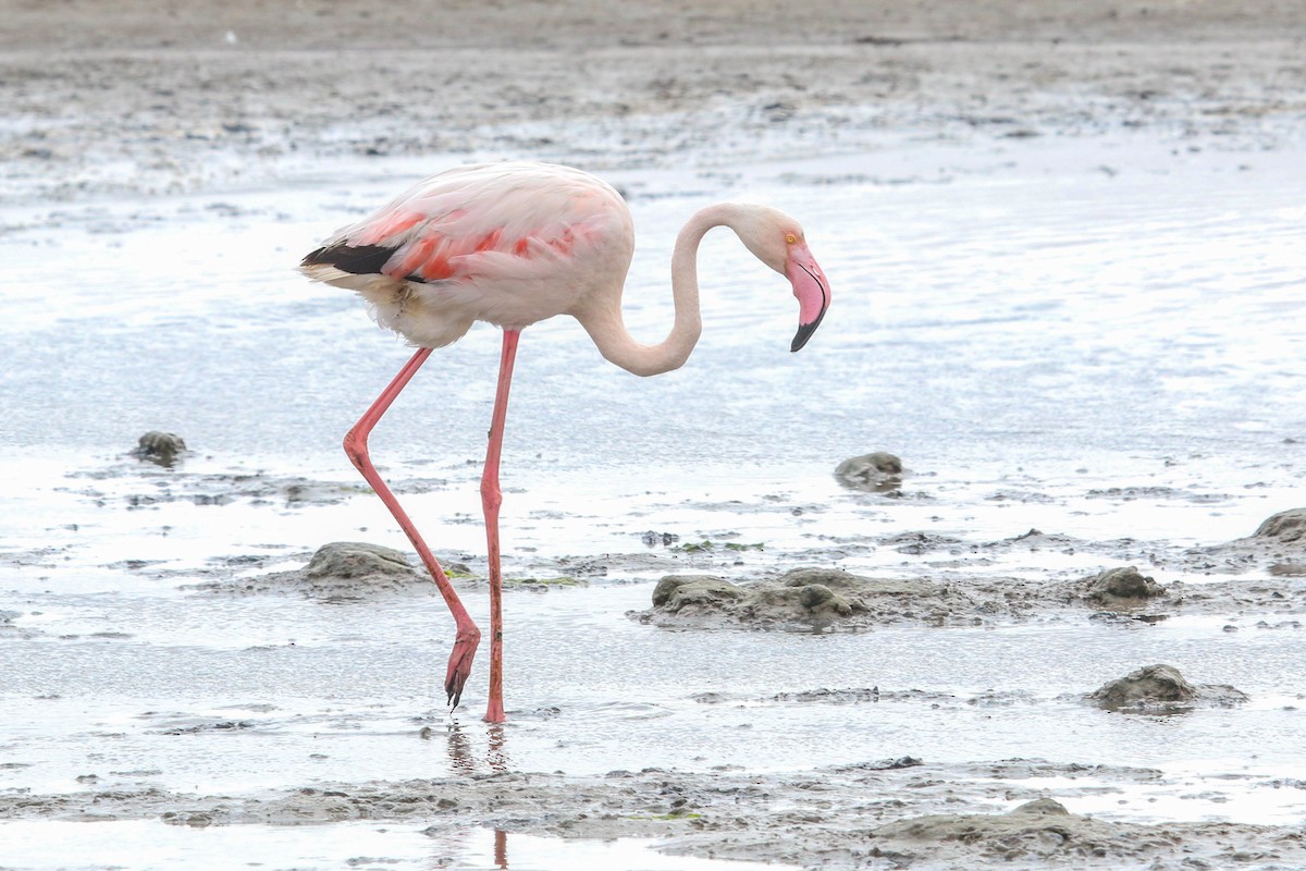 Greater Flamingo - Allison Miller